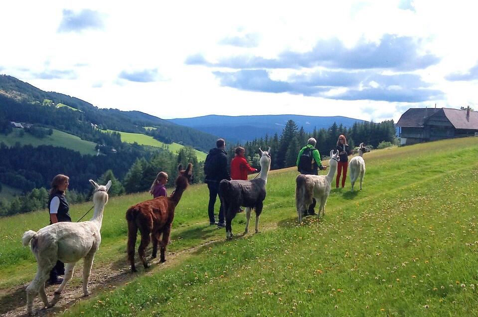 Lama-Touren auf der Alm - Impression #1 | © LamaTouren-Gigleitner