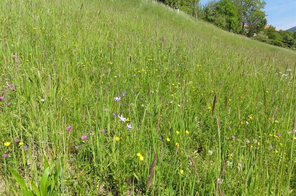 Naturjuwel Wiesenlandschaft Pöllauberg - Impression #1 | © Naturjuwel Pöllauberg