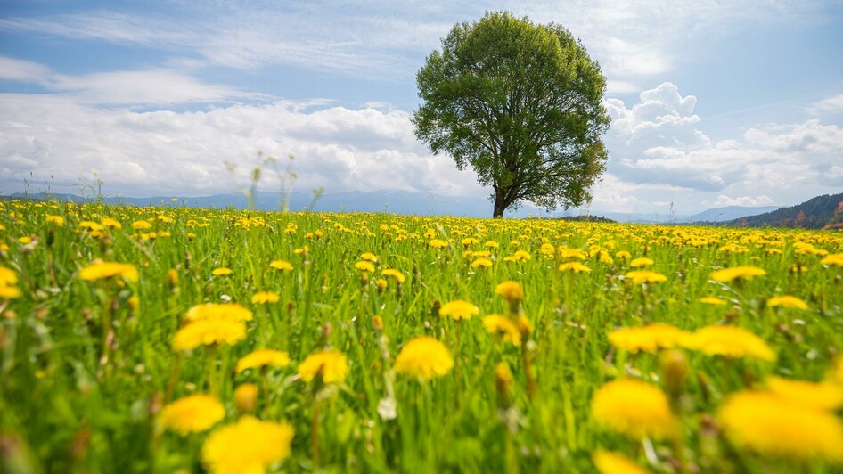 Flora | © Naturpark Zirbitzkogel-Grebenzen