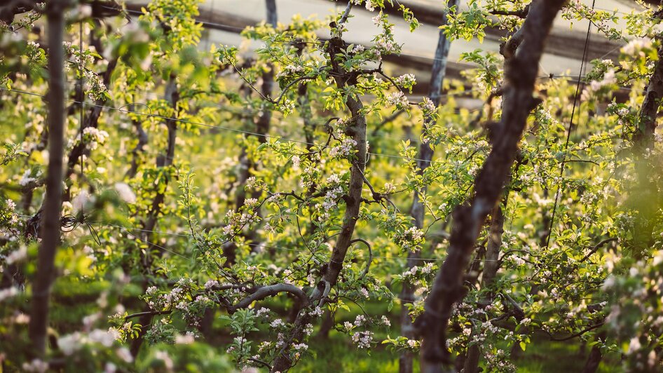 Blüte im Obstgarten | © Obstbau Haas, Alex Winkler