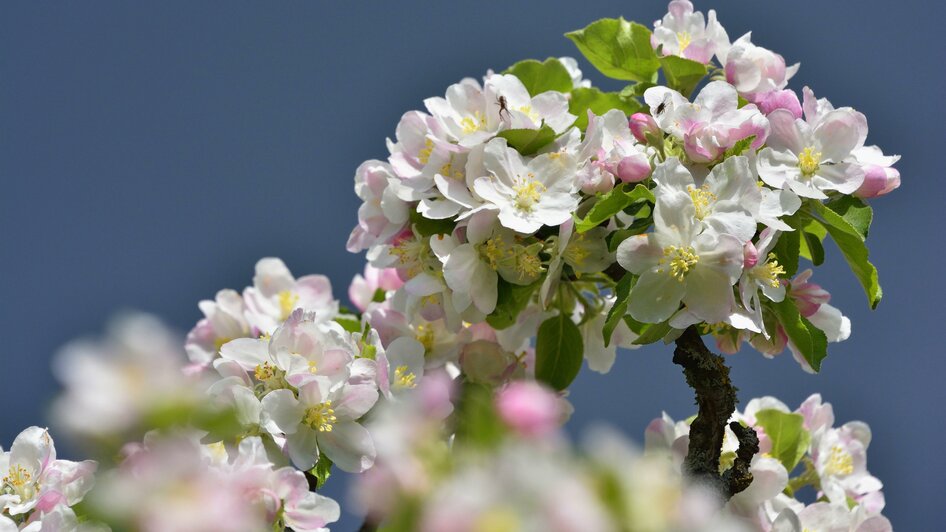 Obstbau Berger_Apfelblüte_Oststeiermark | © Tourismusverband Oststeiermark