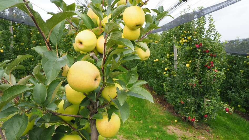 Obstbau Berger_Äpfel_Oststeiermark | © Tourismusverband Oststeiermark