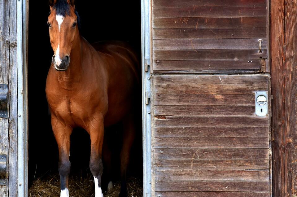 Riding Stable.Stud-K Grafendorf bei Hartberg - Impression #1 | © Tourismusverband Oststeiermark