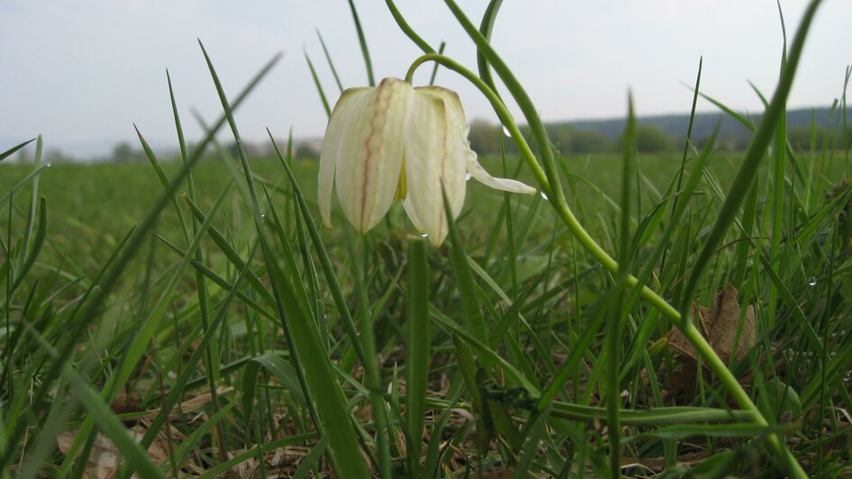 Großssteinbach_ Schachblume_Oststeiermark | © Josef Kaufmann