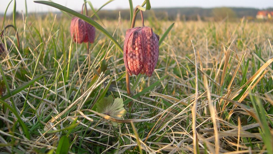 Großssteinbach_ Schachblume2_Oststeiermark | © Josef Kaufmann