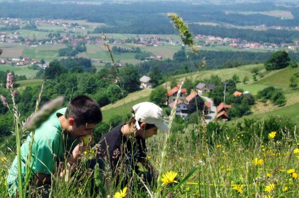 Schmetterlingswiese am Demmerkogel - Naturpark Juwel - Impression #1