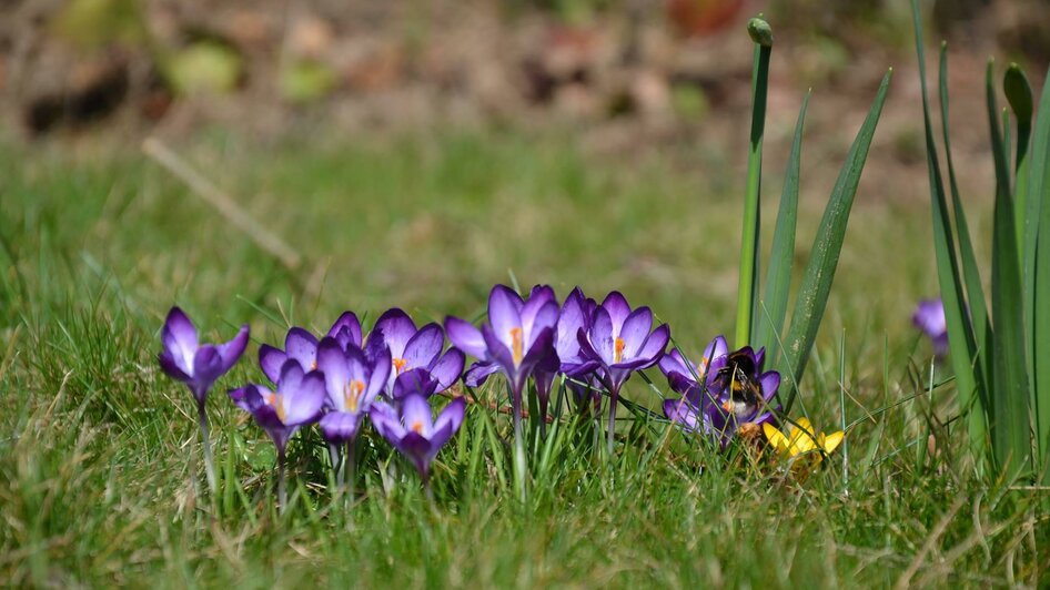 Susis Garten, Krokus | © Susis Garten