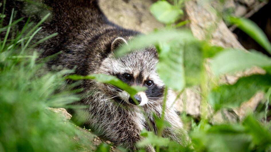 Waschbär | © TV Murau