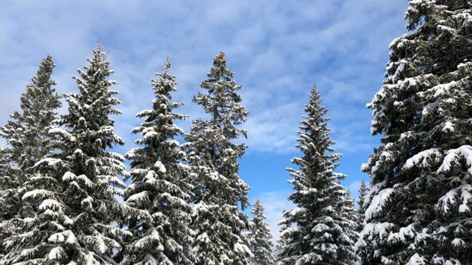 Wintertraum | © TV Südsteiermark