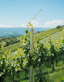 Aussicht Hochgrail Weinberge | © Schilcherland Steiermark | Lupi Spuma | © Schilcherland Steiermark