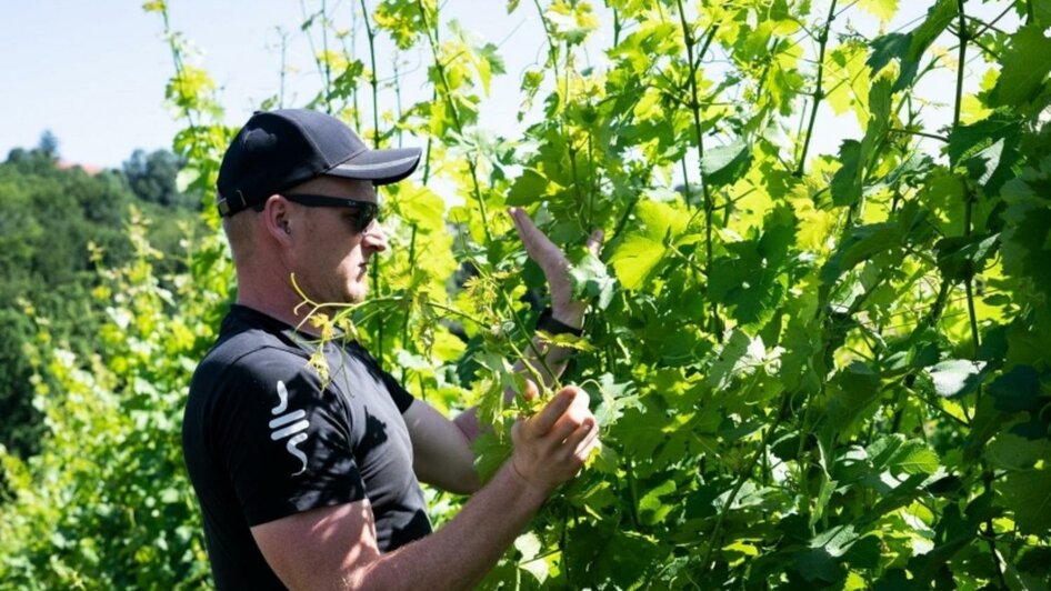 Weingut Hirschmugl Weingarten Arbeiten | © Weingut Hirschmugl