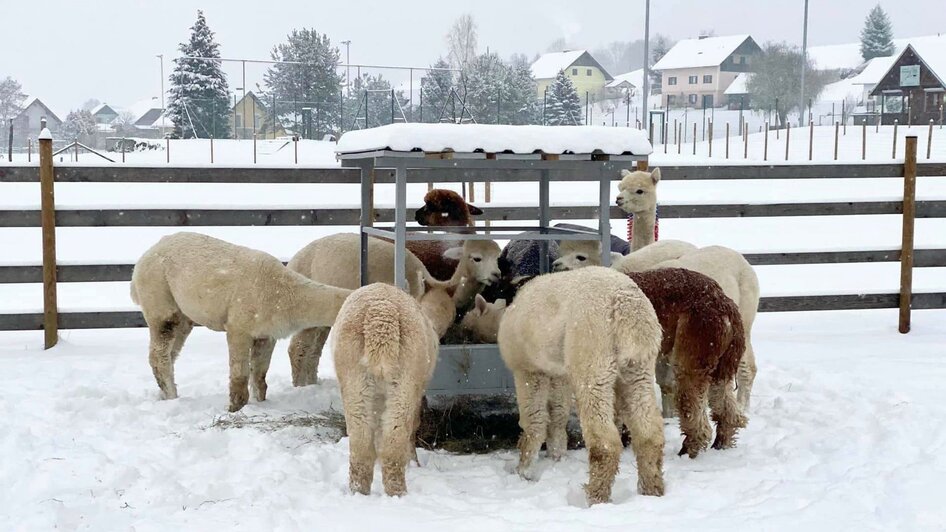 Alpakas Eibiswald im Schnee Fütterung | © Alpakahof Eibiswald