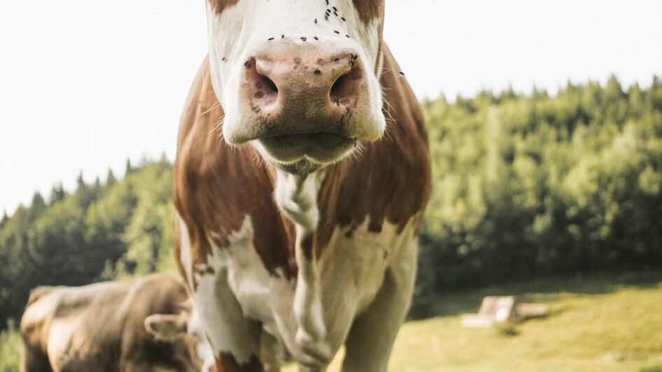 Da fühlt sich jeder wohl in Palfau. | © Stefan Leitner