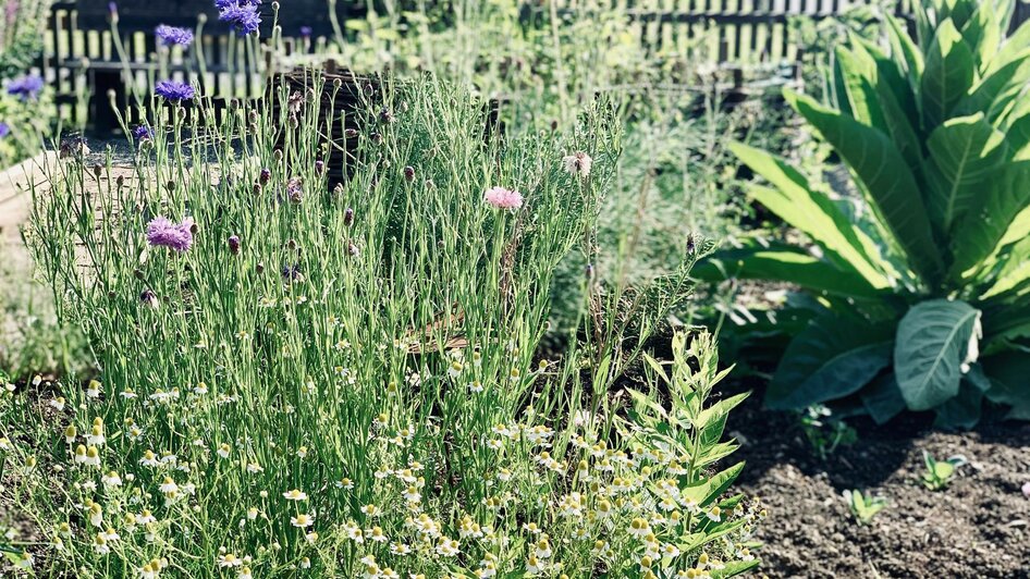 Artenvielfalt im Bauerngarten | © Lisi Maier