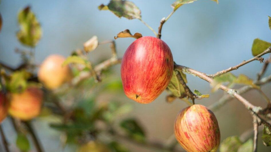 Obstweinmanufaktur Nestelberger | © Obstweinmanufaktur Nestelberger