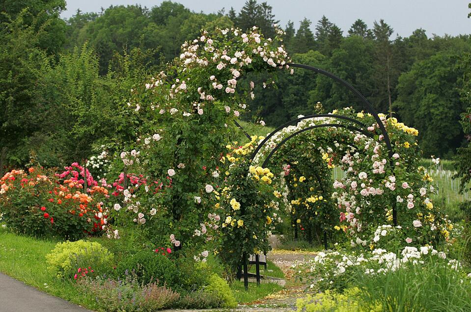 Rosengarten St. Peter am Ottersbach - Impression #1 | © Josef Pail