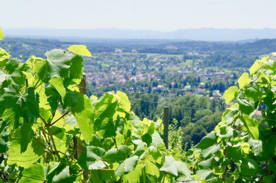 Weinbau Mally Johann - Impression #1 | © Weingut Fam. Mally