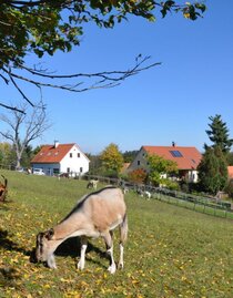 kellerstöckl haupthaus tiere | © Weiberhof OG | Erika Hütter und Nina Riess | © Weiberhof OG