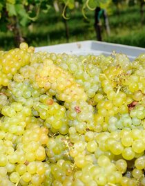 Weingut Schwarzl Traubenernte | © Weingut Schwarzl | Charlotte Schwarzl | Charlotte Schwarzl | © Weingut Schwarzl | Charlotte Schwarzl