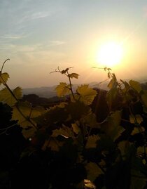 Weingut Lieschnegg Weinblätter | © Weingut Lieschnegg | Hubert Lieschnegg | © Weingut Lieschnegg | Hubert Lieschnegg