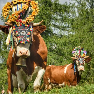 Almabtrieb in Ramsau am Dachstein | © Marlene Eggmayr