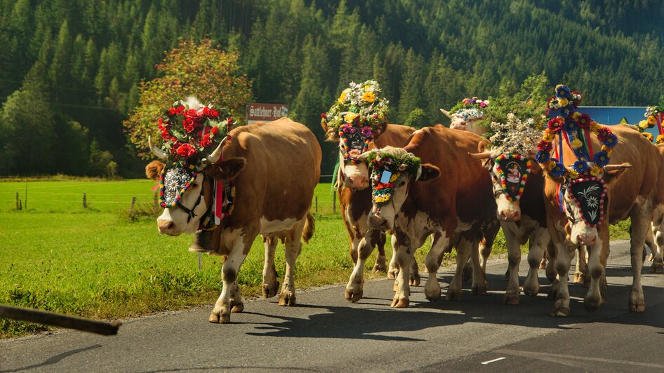 Almabtrieb in Ramsau am Dachstein | © Marlene Eggmayr