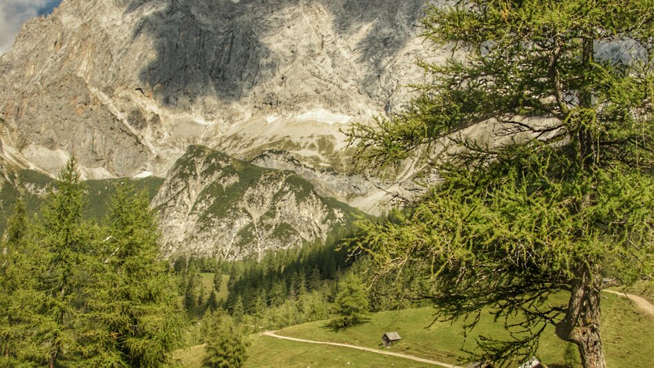 Almabtrieb in Ramsau am Dachstein