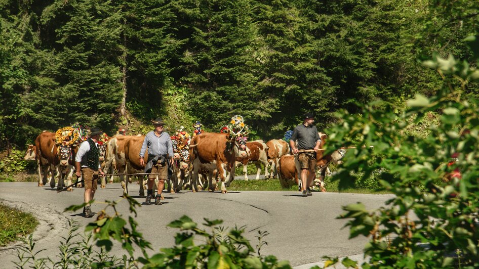 Almabtrieb in Ramsau am Dachstein | © Marlene Eggmayr