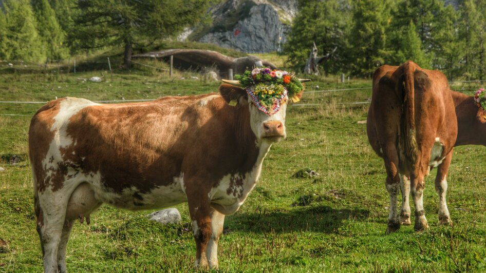 Almabtrieb in Ramsau am Dachstein | © Marlene Eggmayr